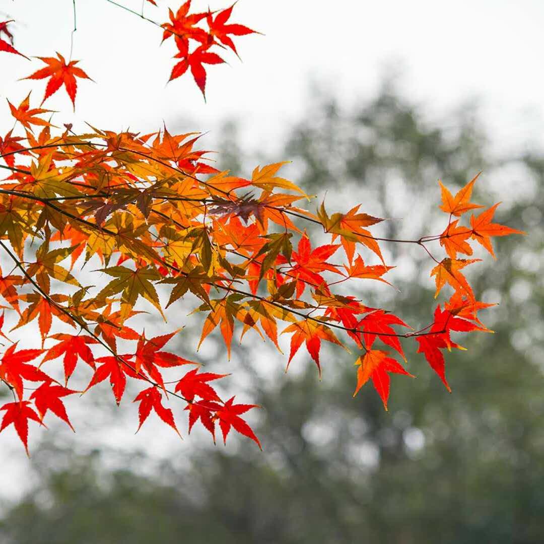 艾珀的头像
