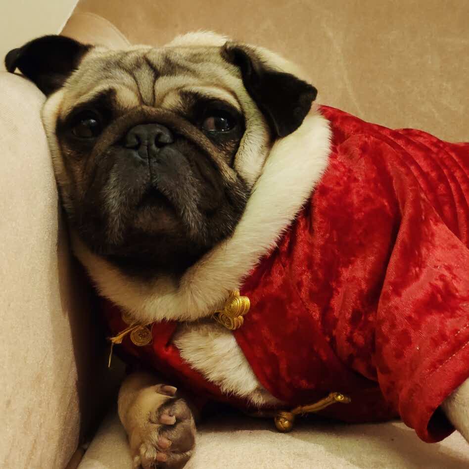 Raphaelxoxo-WordPress主题模板-zibll子比主题官方演示