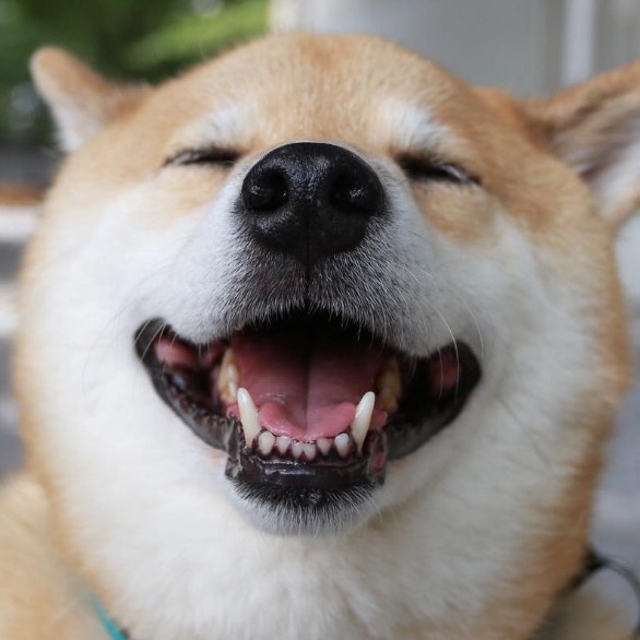 猫哥的头像