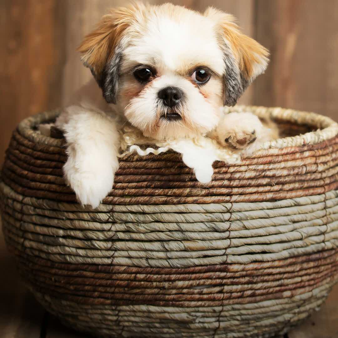 大司马直播录像的自频道