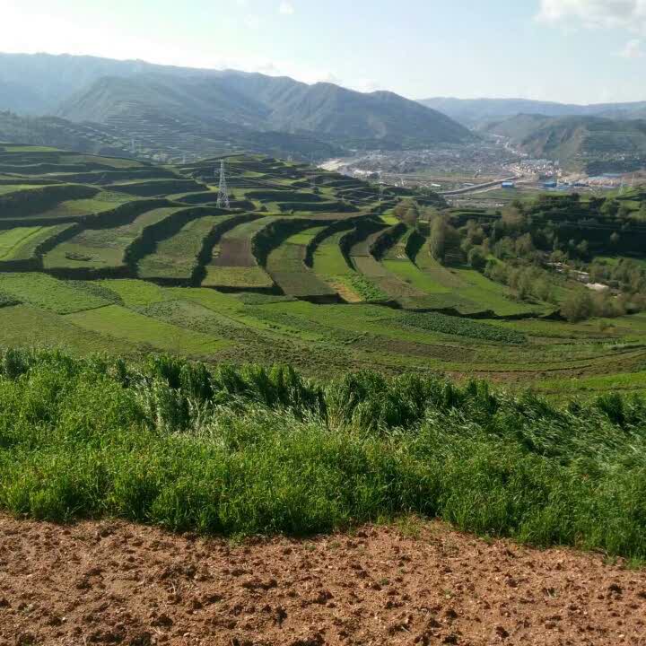 雲野别鹤的头像