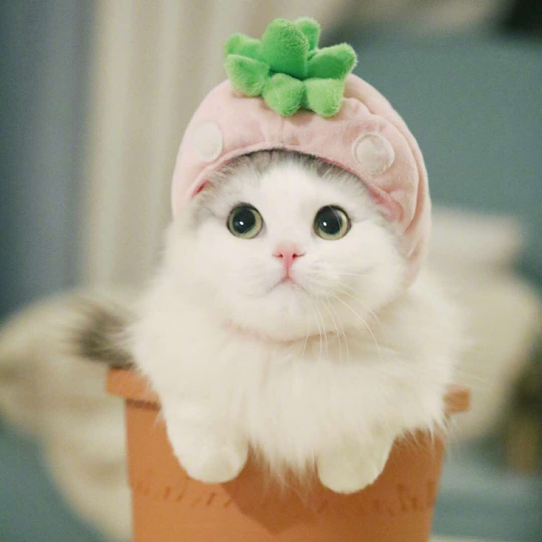 萍的头像