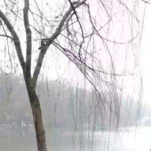 养猫人的头像