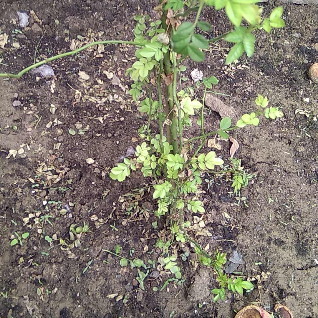生龙活虎的头像