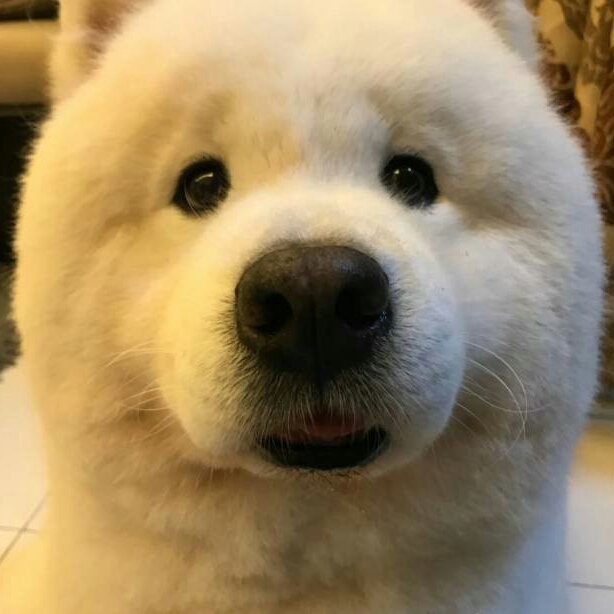 北风的头像
