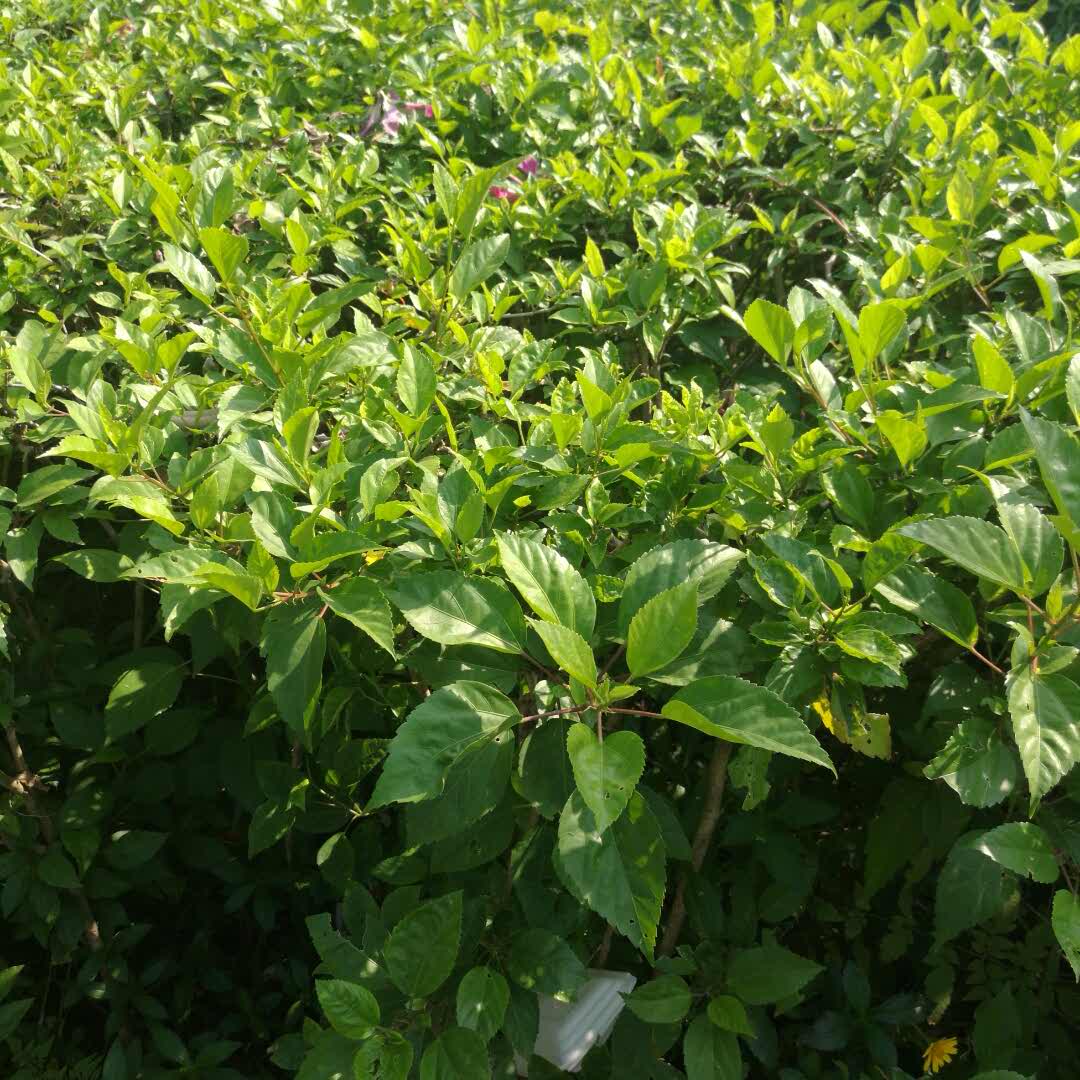 居高声远的头像