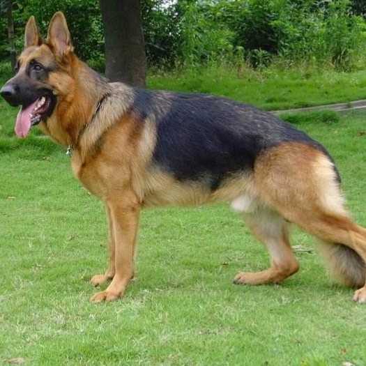 过于纯朴滴康芒斯同志的自频道-优酷视频