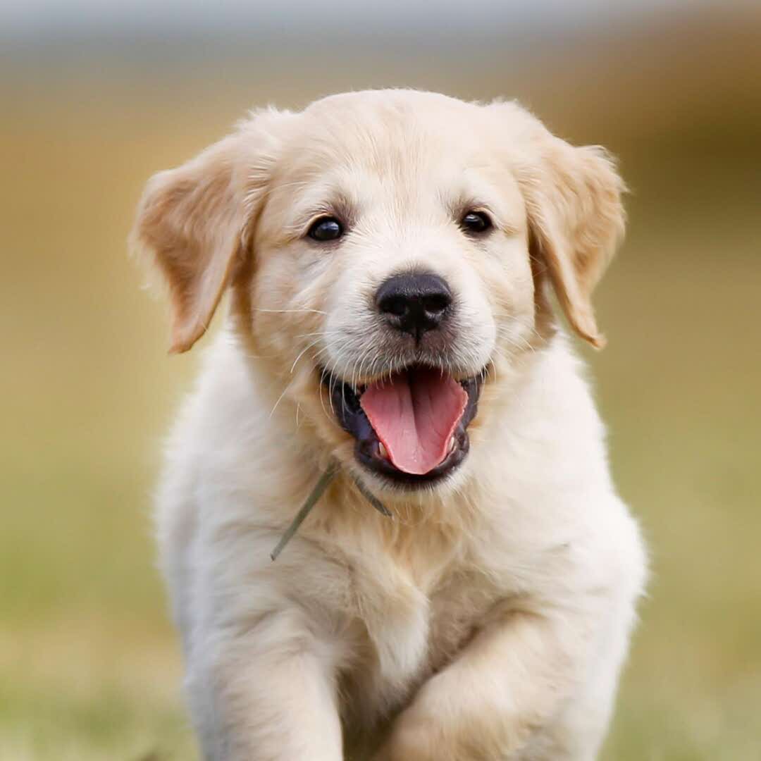 zxr430911的头像-洛雪音乐助手-软件分享