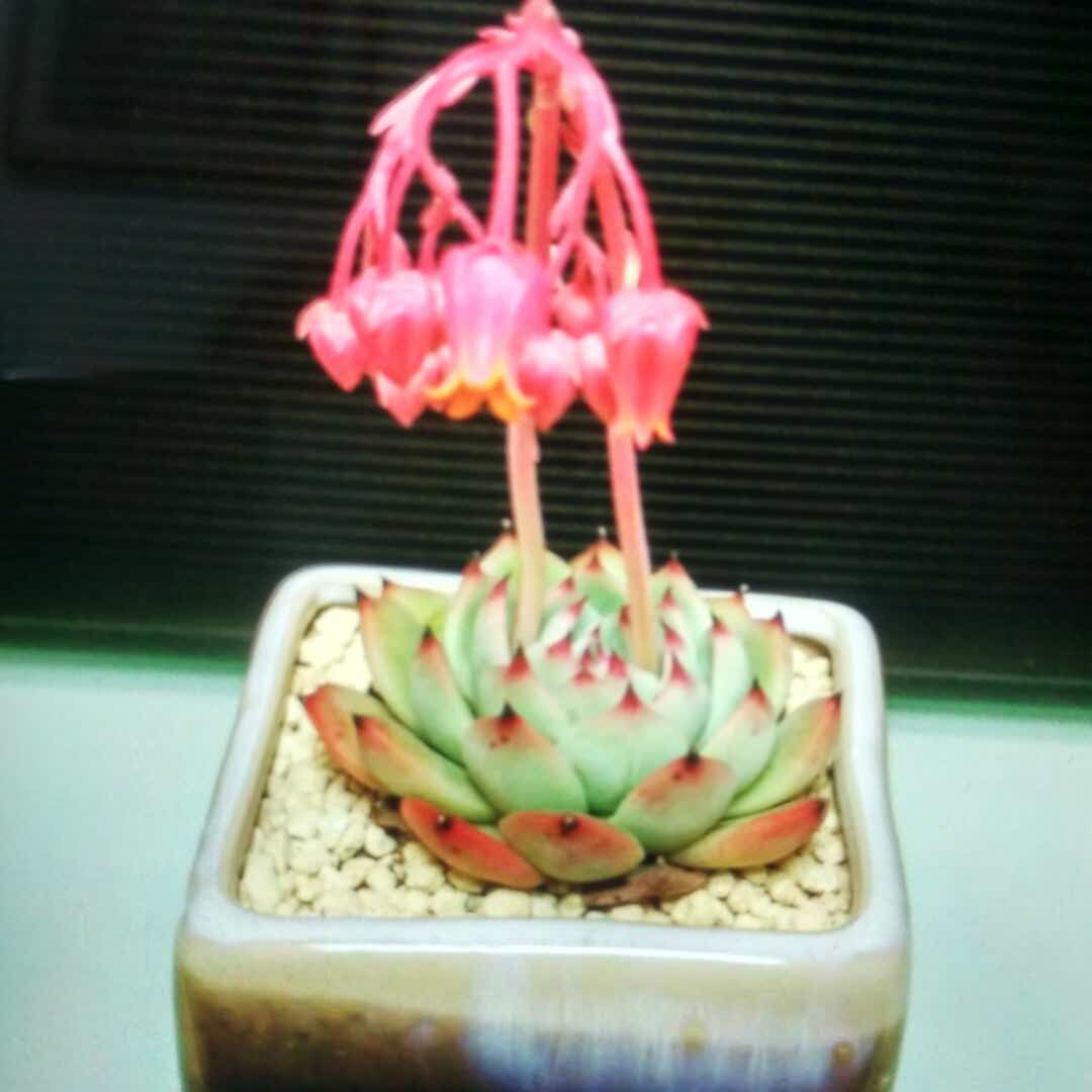 栋栋外婆的头像