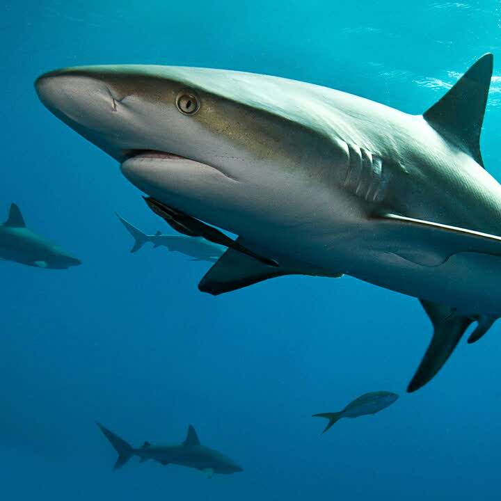 t寻真宽宏大量滴的自频道-优酷视频