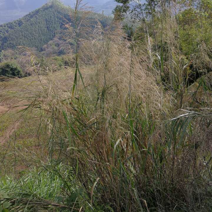 小草的头像