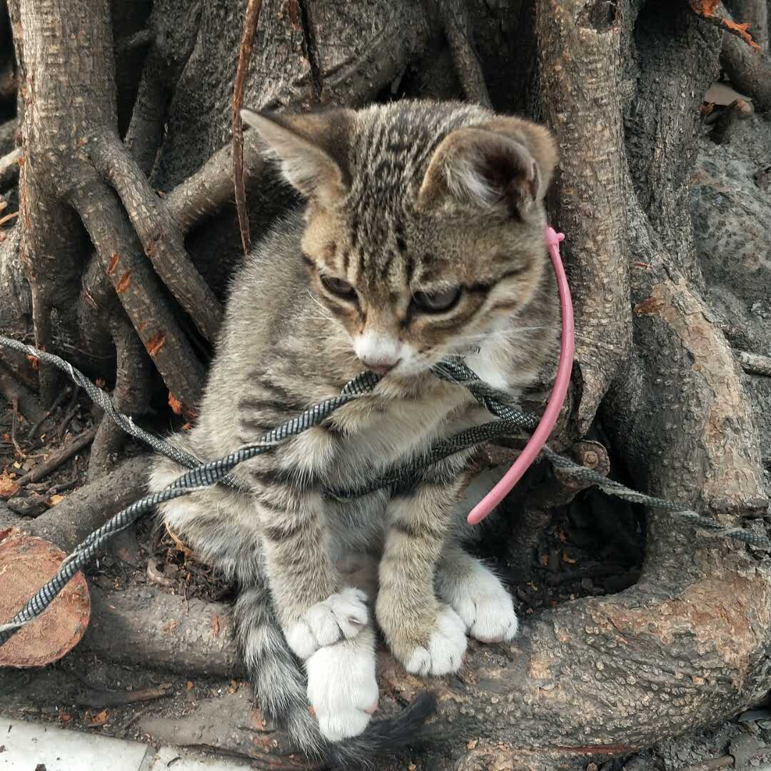 静妈的头像