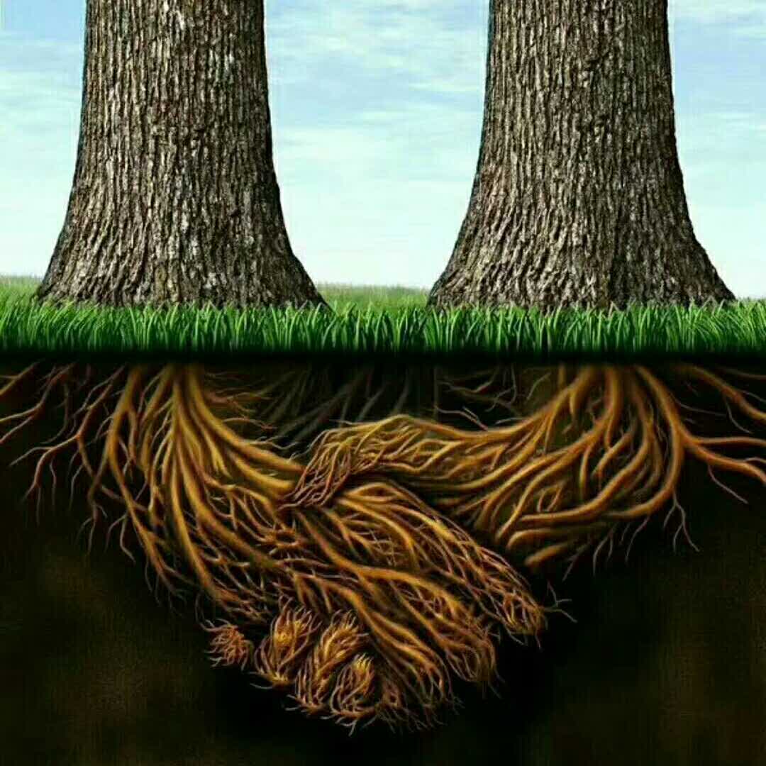 根深蒂固的友谊